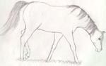 Grazing Horse
