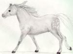 Welsh Pony